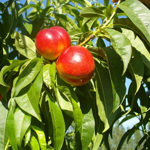 Nektarinka (Prunus nucipersica) ´SUPER QUEEN´ - stredne skorá 160-200 cm – voľnokorenná